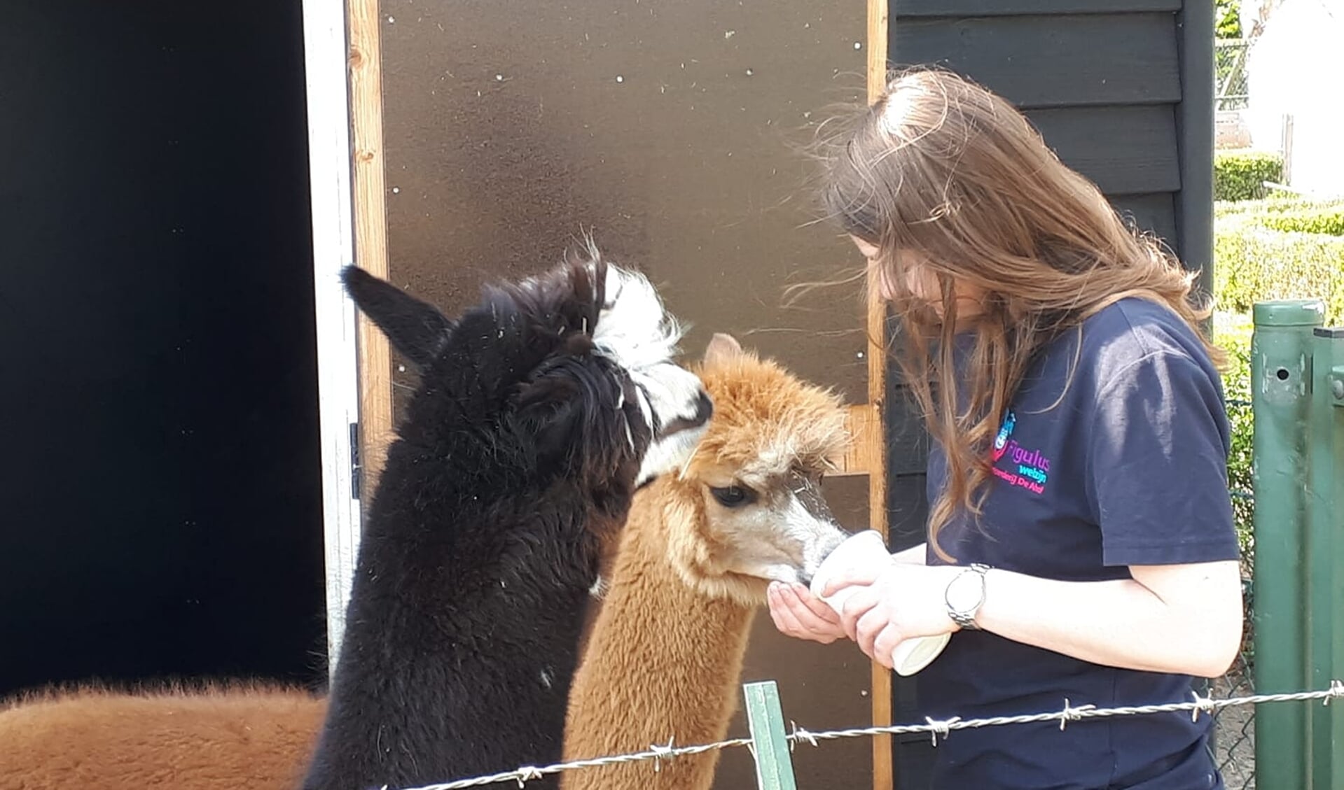 Eline Waalders bij de alpaca's op De Ahof. Foto: PR