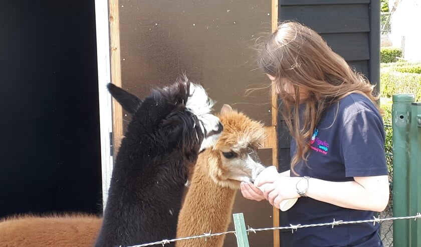 <p>Eline Waalders bij de alpaca's op De Ahof. Foto: PR</p>