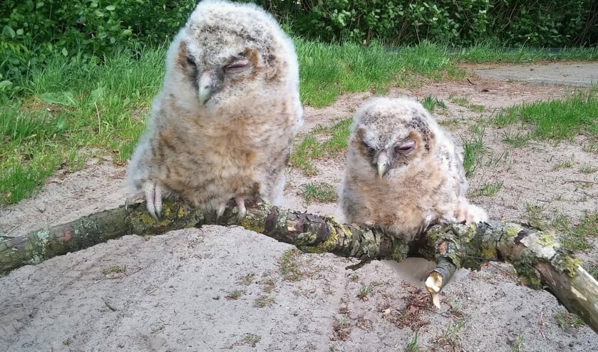 <p>Jonge bosuilen. Foto: PR</p>