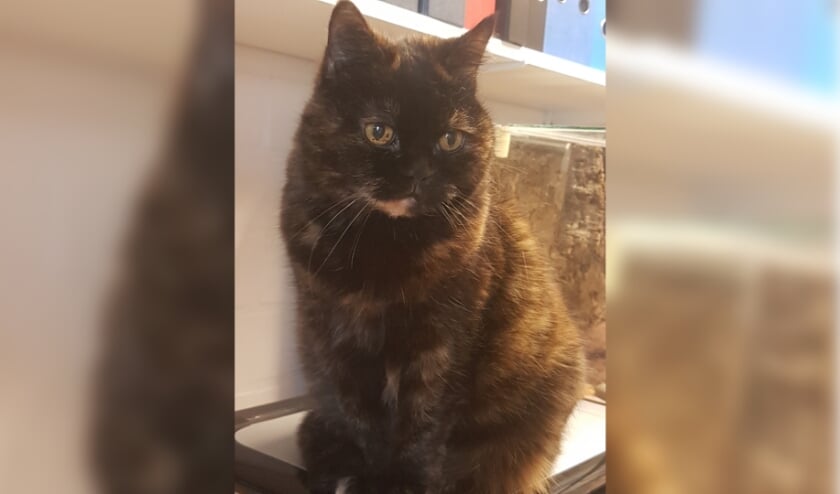 Siepie wordt vermist in de Damstraat in Aalten. Foto: PR