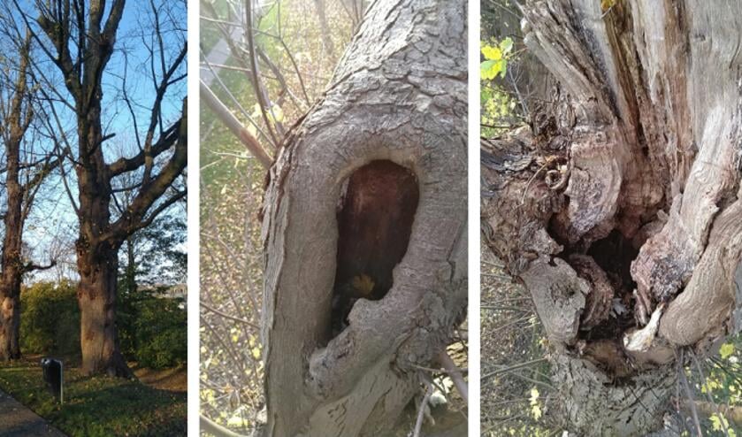 <p>Vier van de vijf bomen en beelden die tijdens de inspectie zijn genomen. Foto: PR</p>