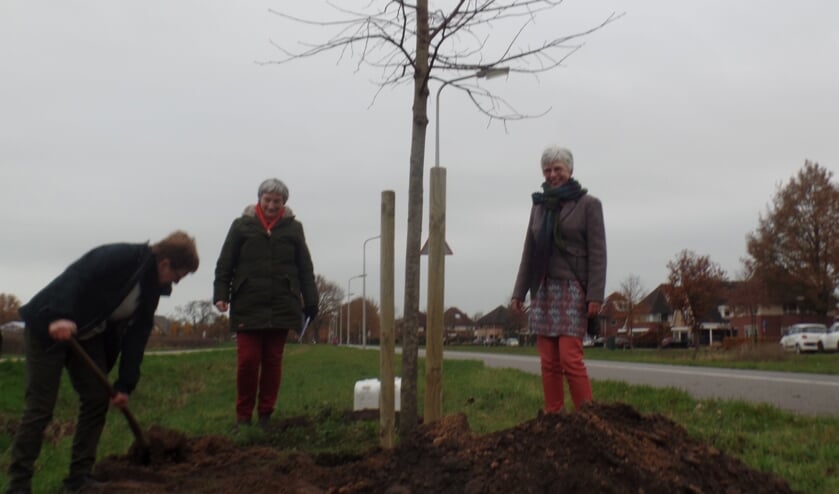 <p>Margriet te Morsche 'batst' onder toeziend oog van Carina Westra en Desiree Langelaar het gat dicht waarin de linde is gepland. Foto: Jan Hendriksen</p>