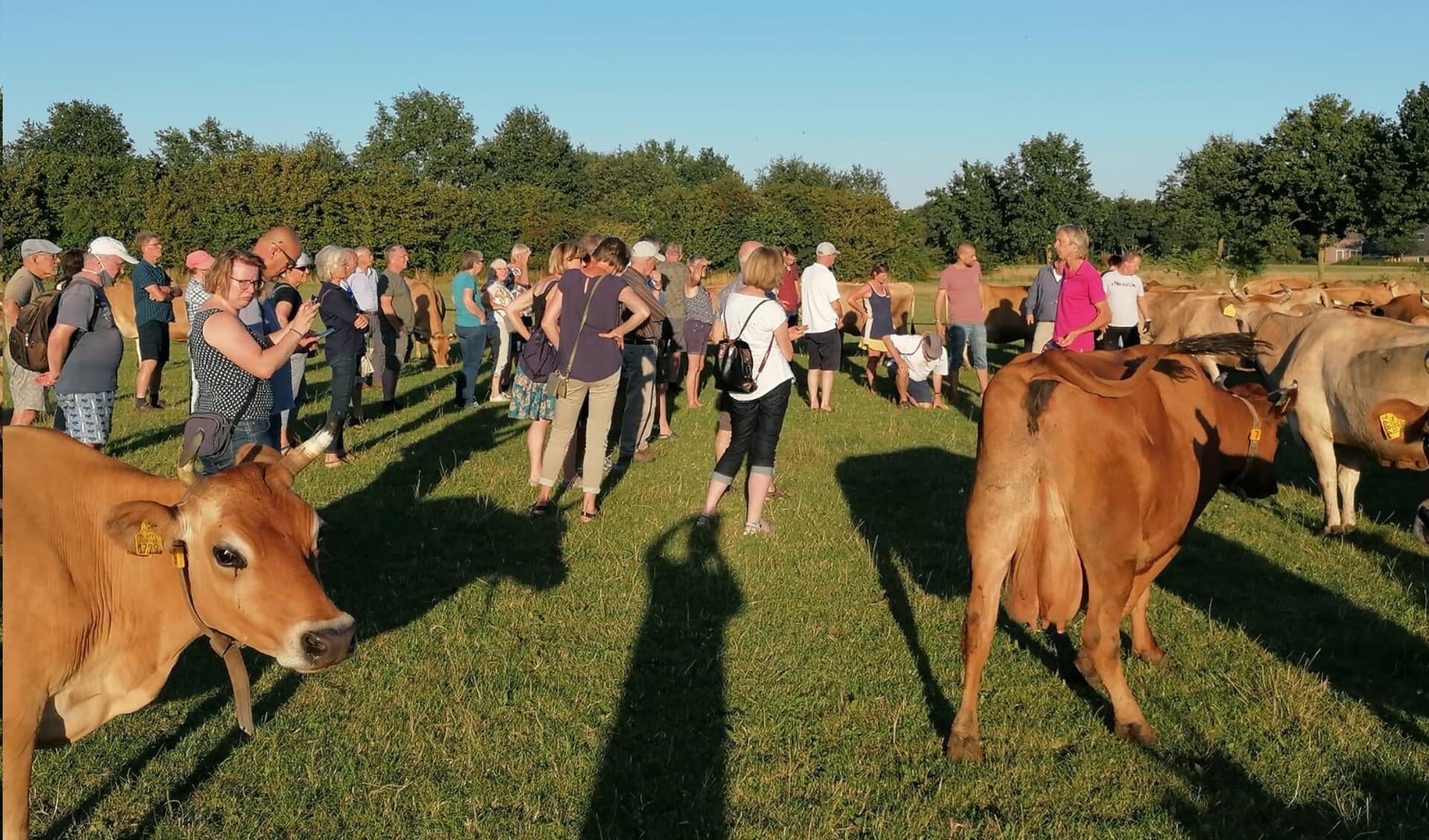Archieffoto van de zeer drukbezochte PP-excursie maar een boerenbedrijf in De Heurne deze zomer. Van de biologische melk van de Jersey-koeien wordt Aurorakaas gemaakt in de regio. Foto: PR