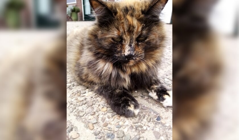 Wie heeft Ronja gezien? Foto: Eigen foto