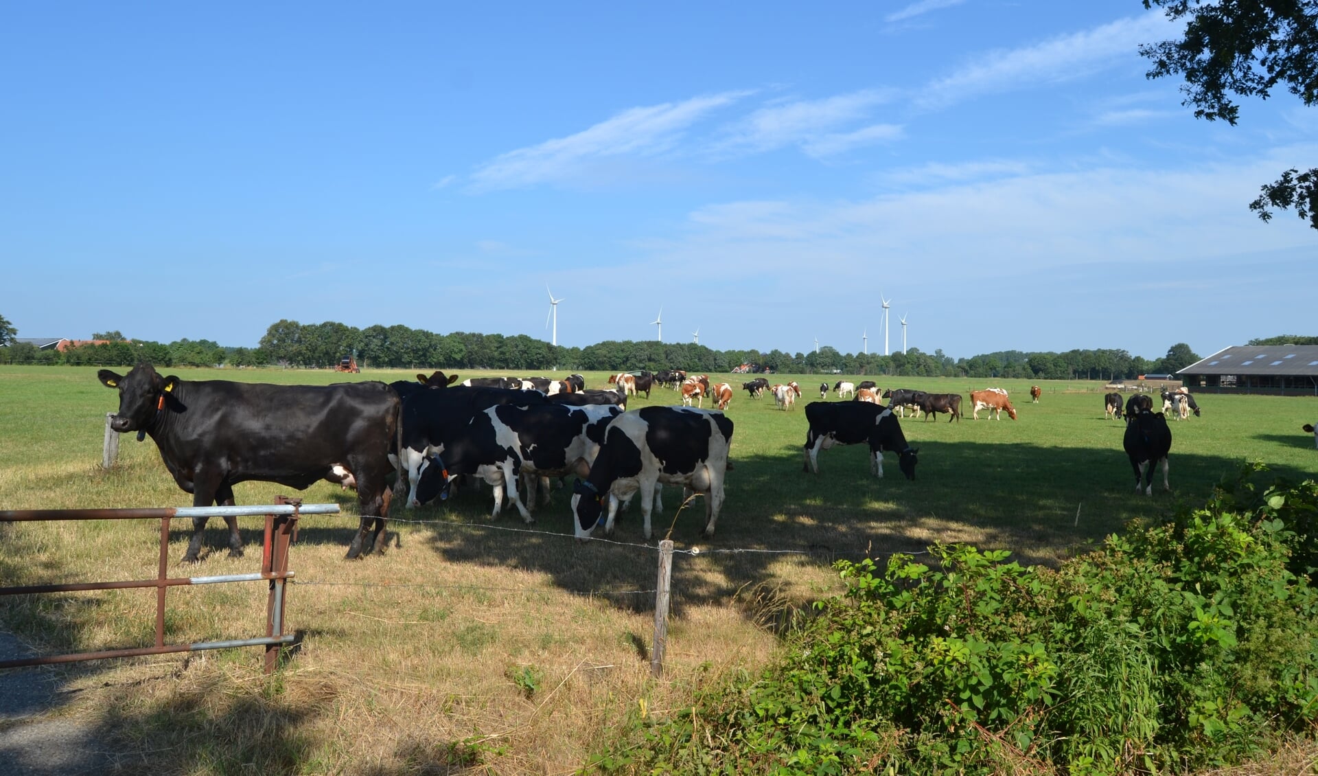 Koeien in de weide bij Aalten. Foto: PR