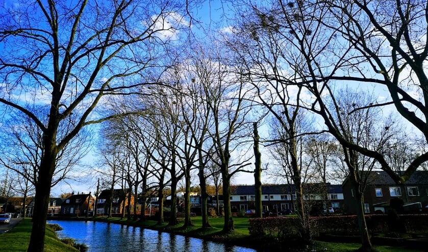 De roekennesten op deze foto van vorig jaar zijn verwijderd. Maar ook de essen waarin ze zaten leggen binnenkort het loodje door een boomziekte. Foto: Henri Bruntink