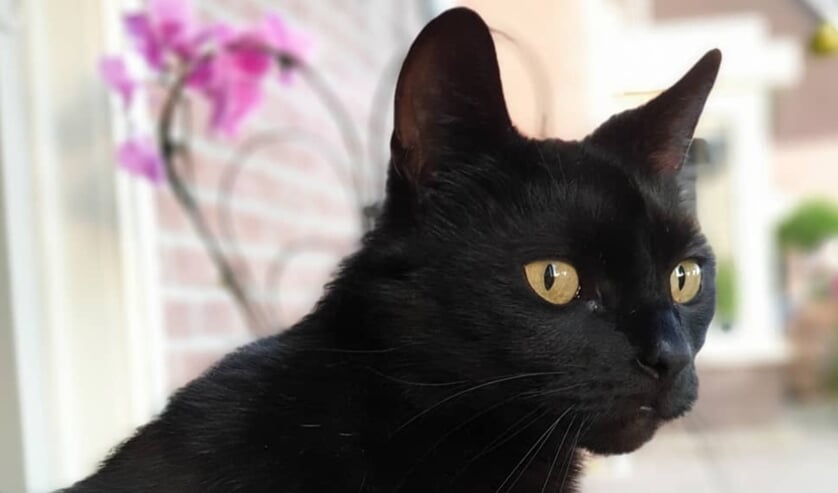 Wie heeft Kitty gezien? Foto: Eigen foto