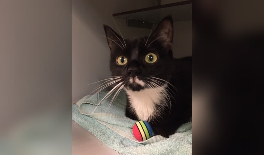 Wie herkent deze poes met het kenmerkende witte snorretje?