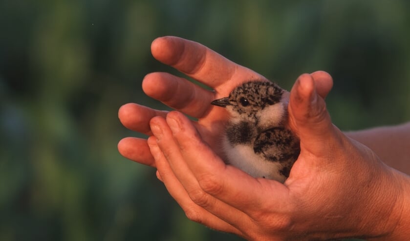 Een jong van een kievit. Foto: Ad van Rosendaal