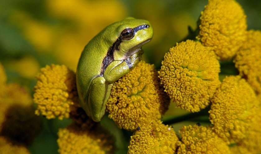 Een jonge boomkikker, zonnend op boerenwormkruid. Foto: Jan Stronks