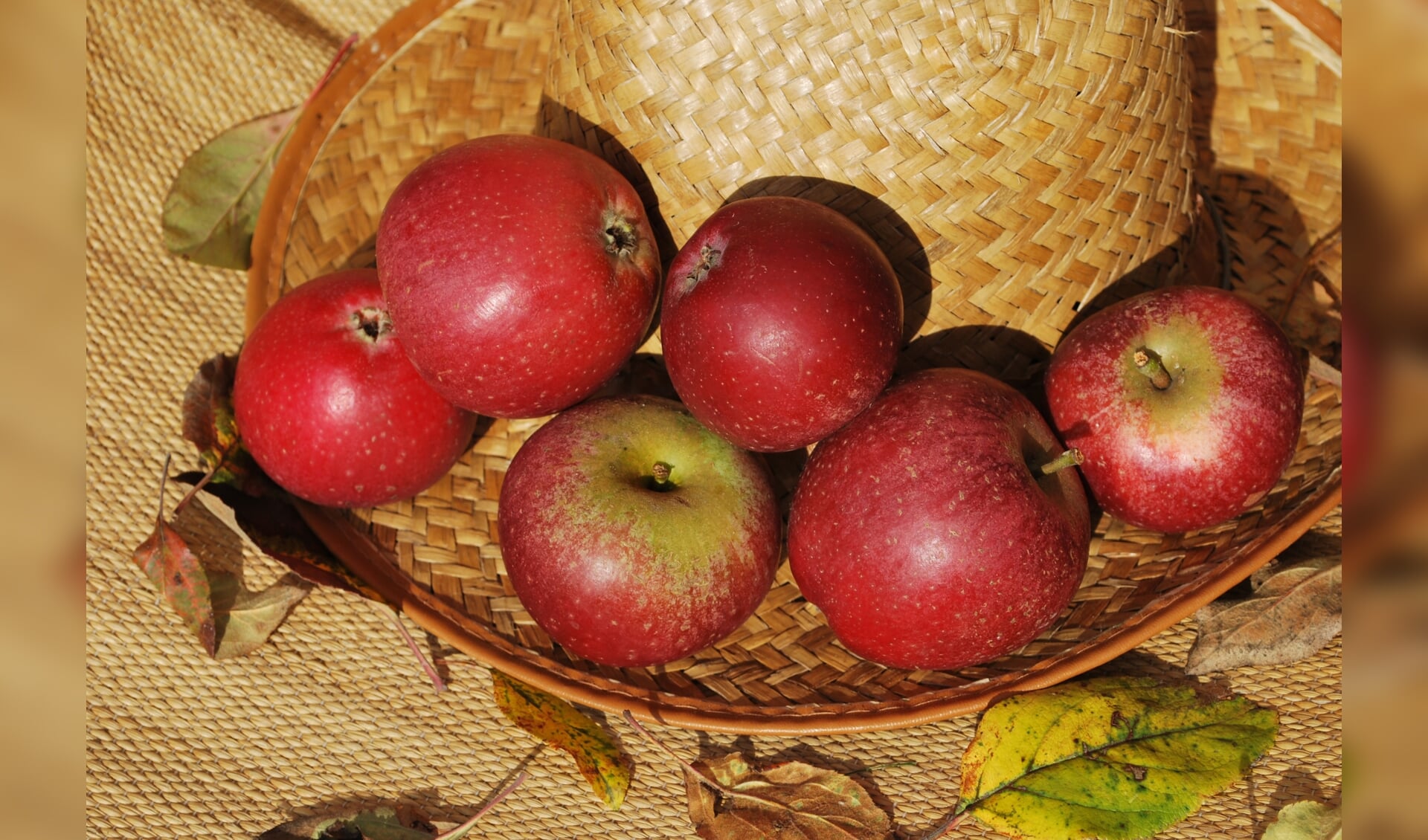 Enkele 'Zure Paradijs'-appels, bij uitstek geschikt om te bewaren. Foto: H.W. Rossel