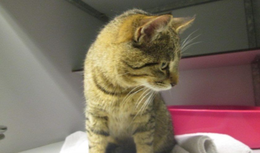 Van wie is deze kat? Foto: PR