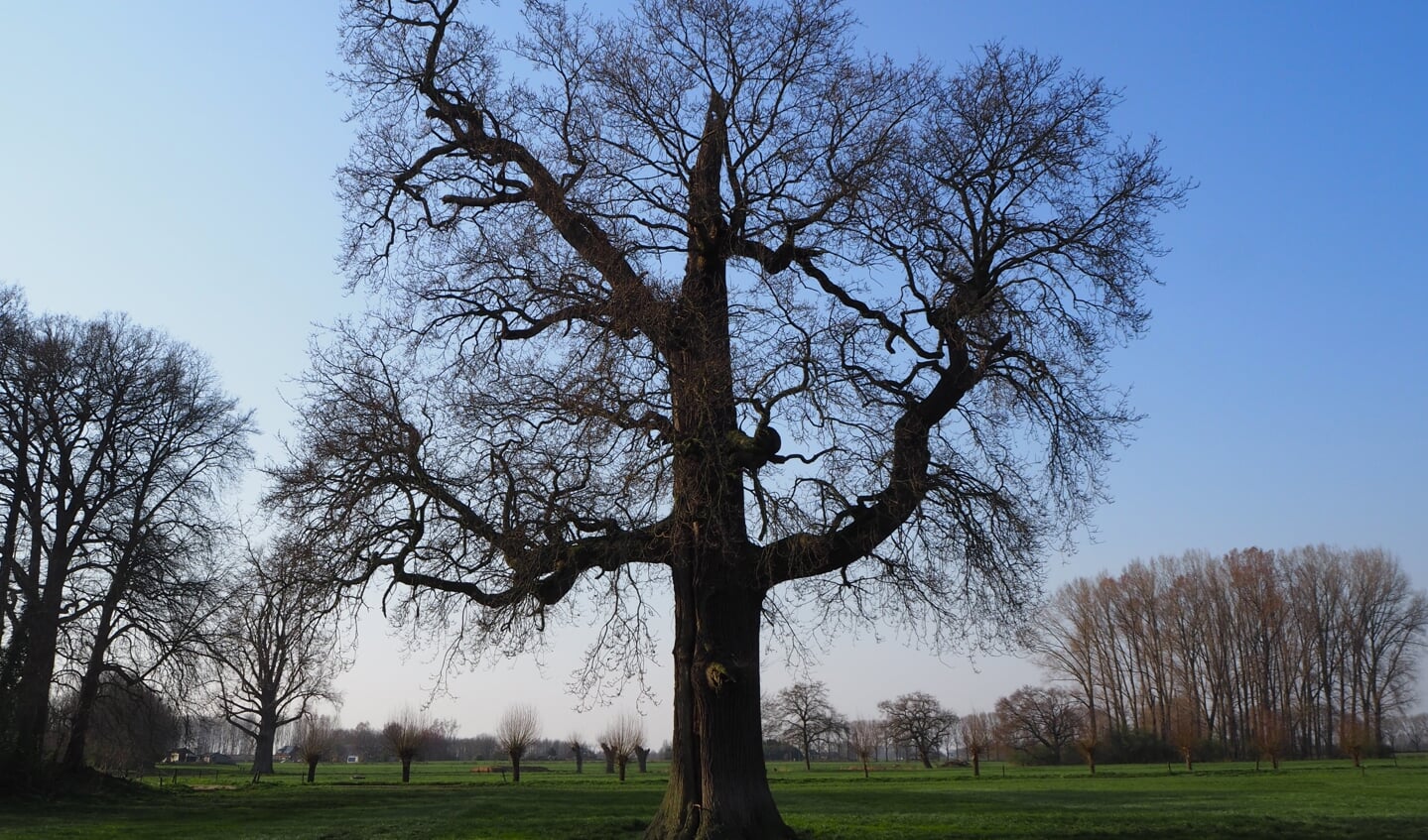 De oudste boom van Baak, de zomereik anno 2020. Foto: Landelijke Bomenstichting/Jeroen Philippona