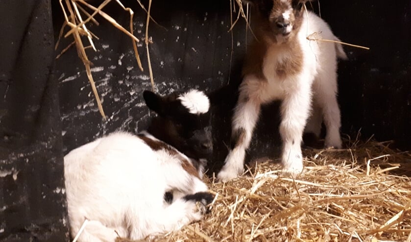 De twee jonge geitjes. Foto: PR