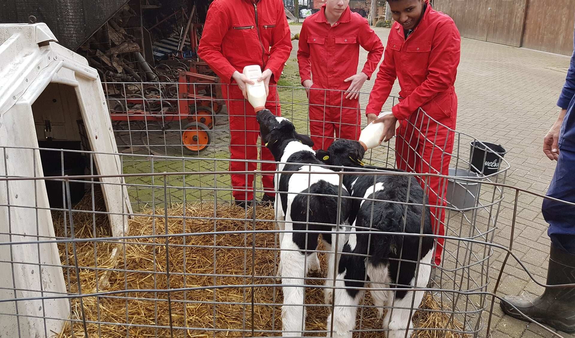 De leerlingen geven melk aan de kalfjes op de Ekoboerderij