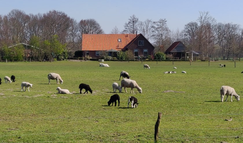 Lammetjes in een weide aan de Meeldijk in Eibergen. Foto: Rob Stevens