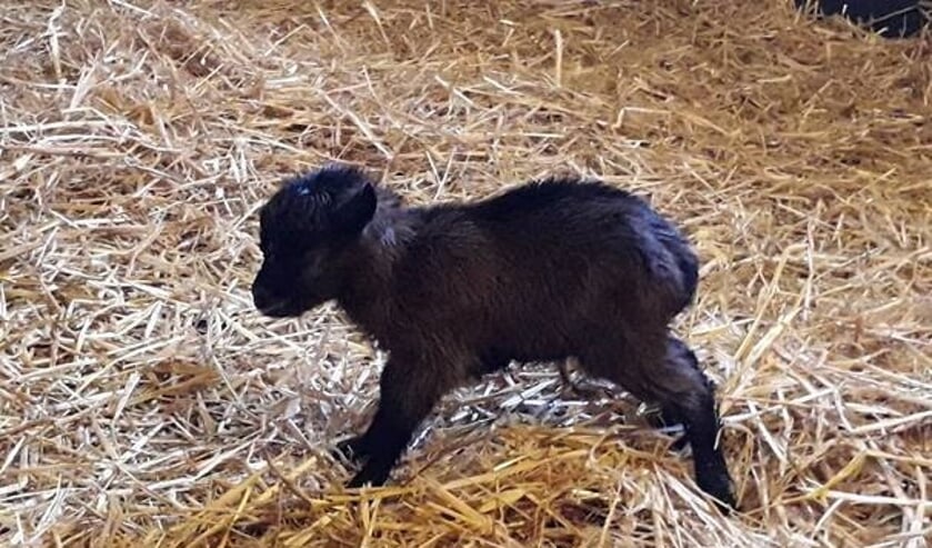 Op De Ahof is nog een geitje geboren. Foto: PR