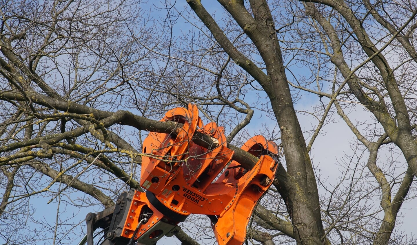 Vijftien zieke bomen gekapt langs N819.  Foto: Frank Vinkenvleugel