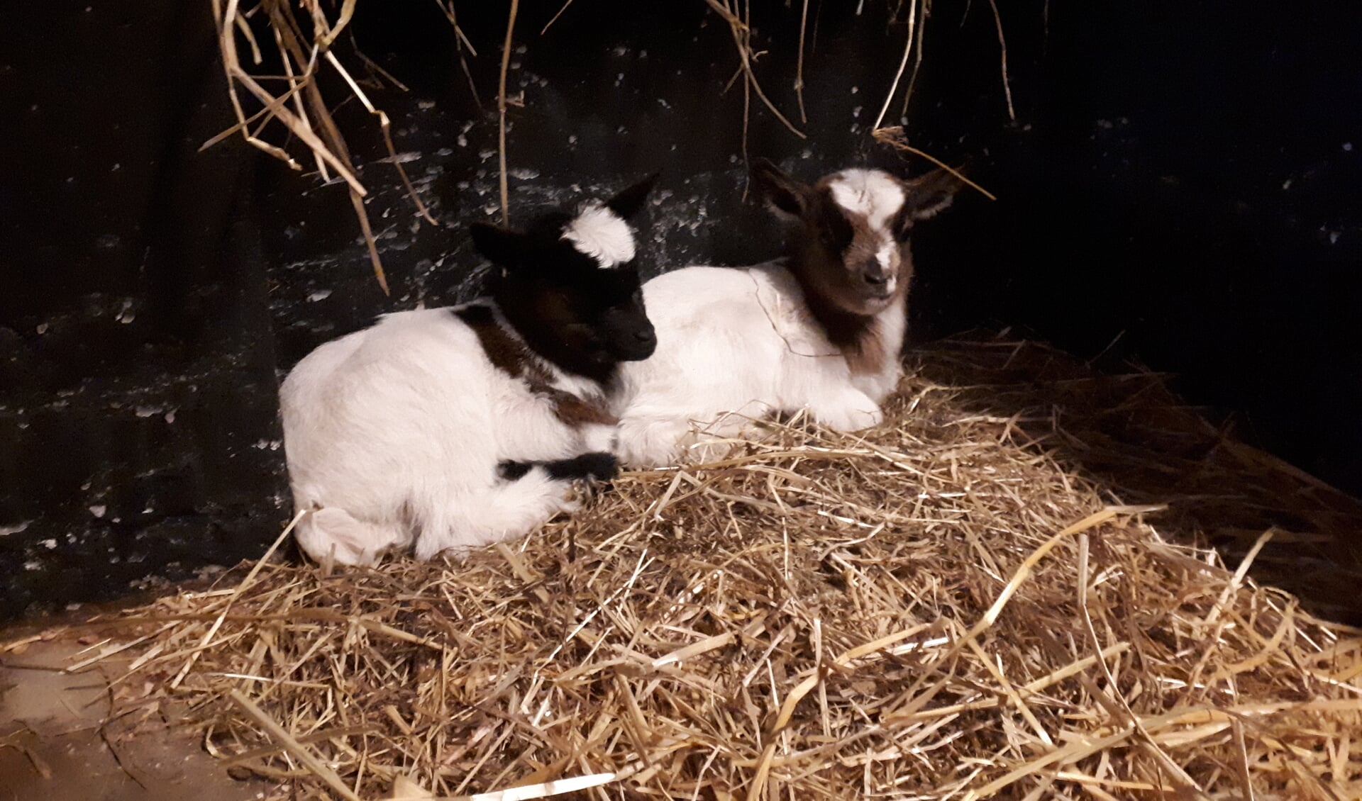 De twee geitjes, die afgelopen week als lentebode werden geboren op kinderboerderij De Ahof. Foto: PR