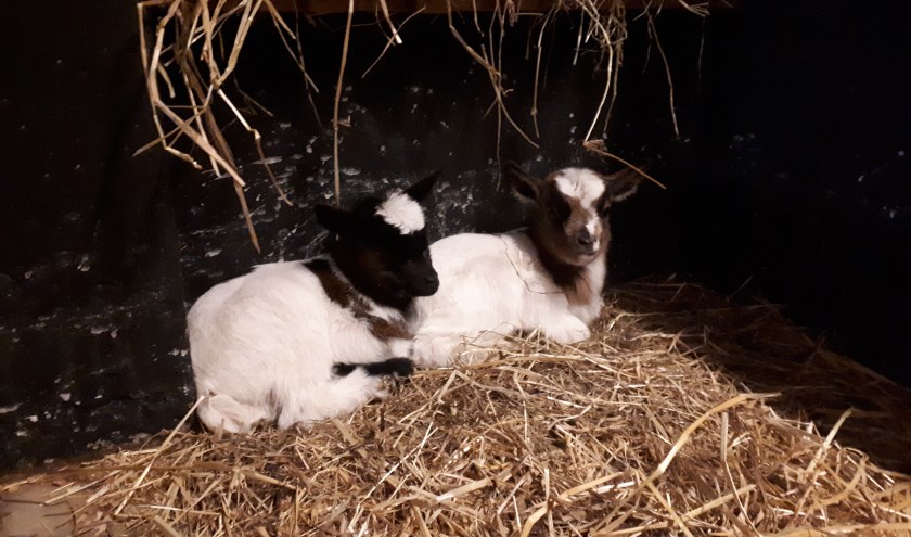 De twee geitjes, die afgelopen week als lentebode werden geboren op kinderboerderij De Ahof. Foto: PR