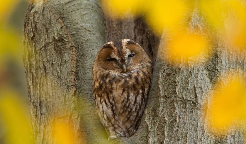 De verscheidenheid aan natuurfoto's is groot. Het gehele spectrum komt aan bod. Foto: Adri Groot Nuelend