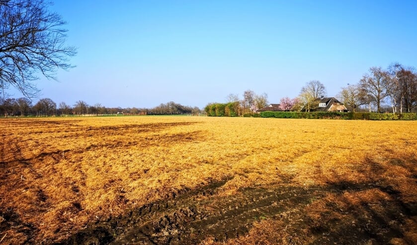 Een met glyfosaat bewerkte akker tussen Laren en Harfsen. De foto is van vorig jaar. Foto: Henri Bruntink
