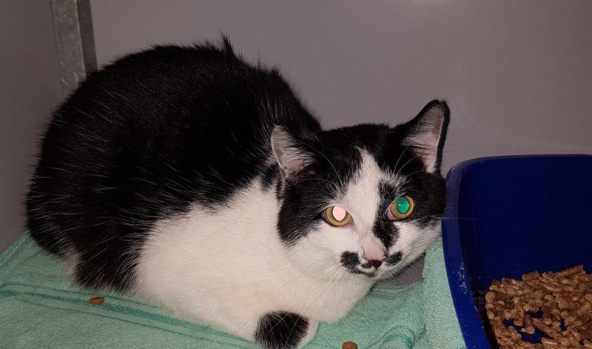 Deze kater is gevonden aan de Limburg Styrumstraat in Groenlo.