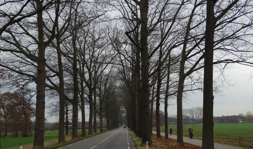 De (Amerikaanse) eiken langs de N330 ten zuiden van Zelhem blijven staan, omdat de toegestane snelheid op dit deel teruggebracht wordt van 80 naar 60 km. Foto: Gerlinde Bulten