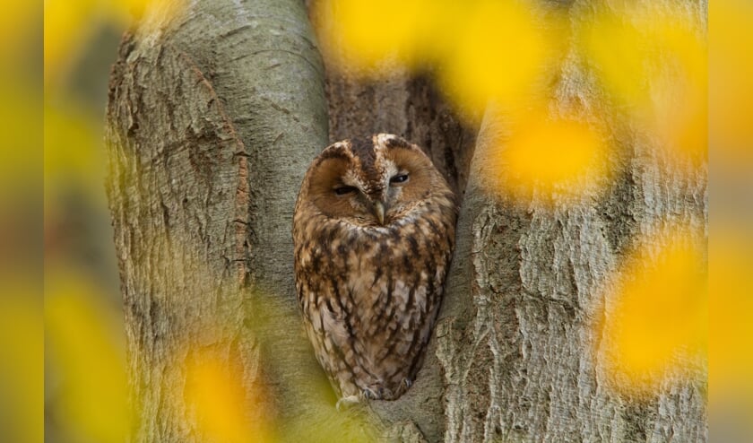 De verscheidenheid aan natuurfoto's is groot. Het gehele spectrum komt aan bod. Foto: Adri Groot Nuelend