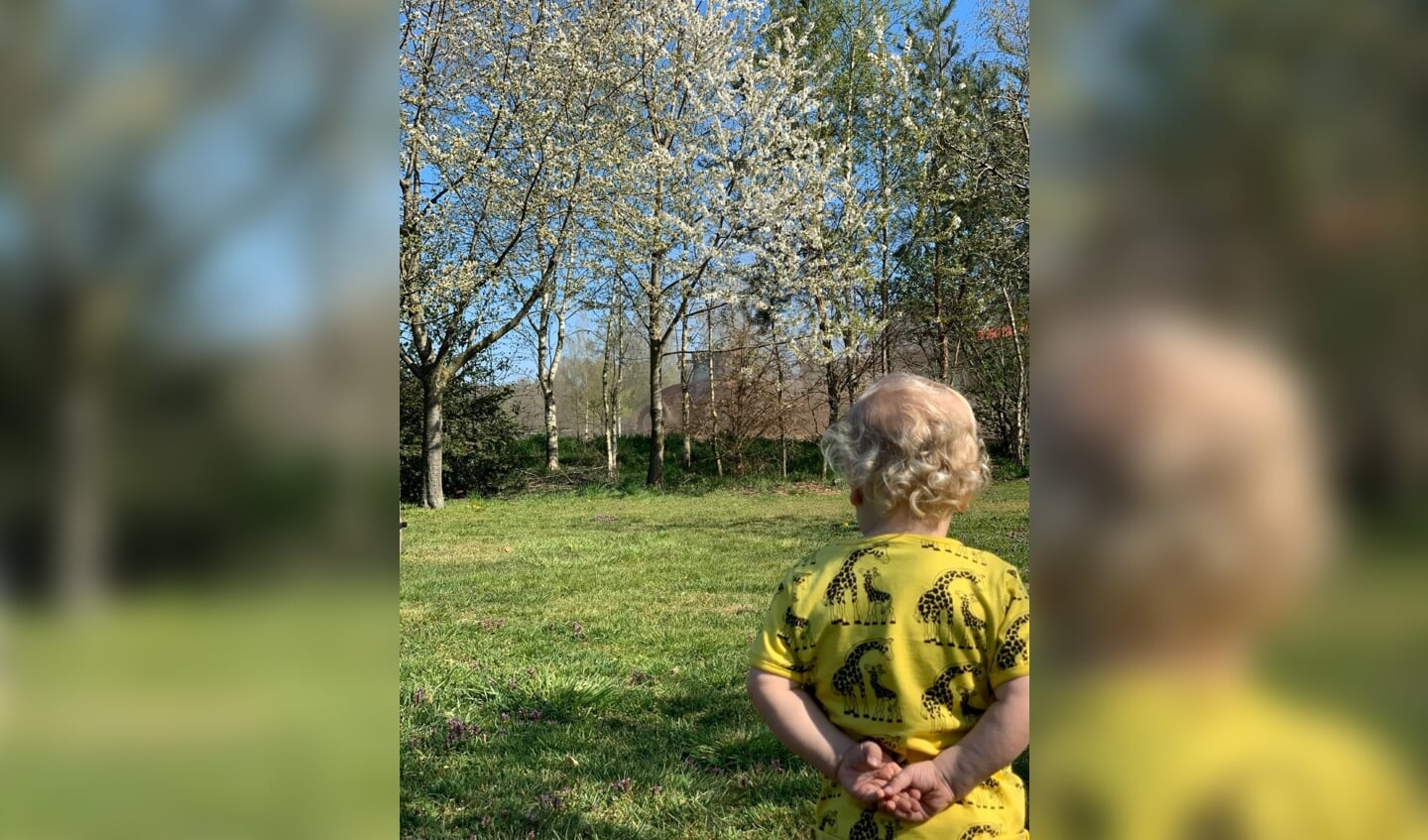 De kleine tuinman Waldemar bekijkt de bloeiende bomen in boomgaard. Foto:  Dagmar Joldersma