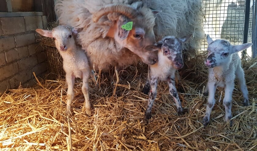 De kraamkamers bij De Schouw zijn overvol. Hier drents heideschaap Puck met haar drie lammeren, Jeroen, Jorijn en Jasper. (vernoemd naar de cliënten van Dagbesteding Zozijn) Foto: PR