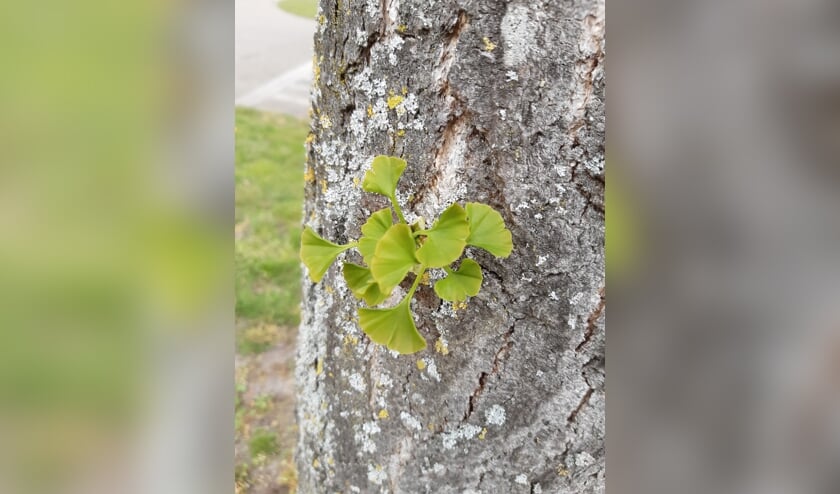 Ginkgo in Vorden met het eerste blad. Foto: Vereniging Bomenbelang/Joost Bakker