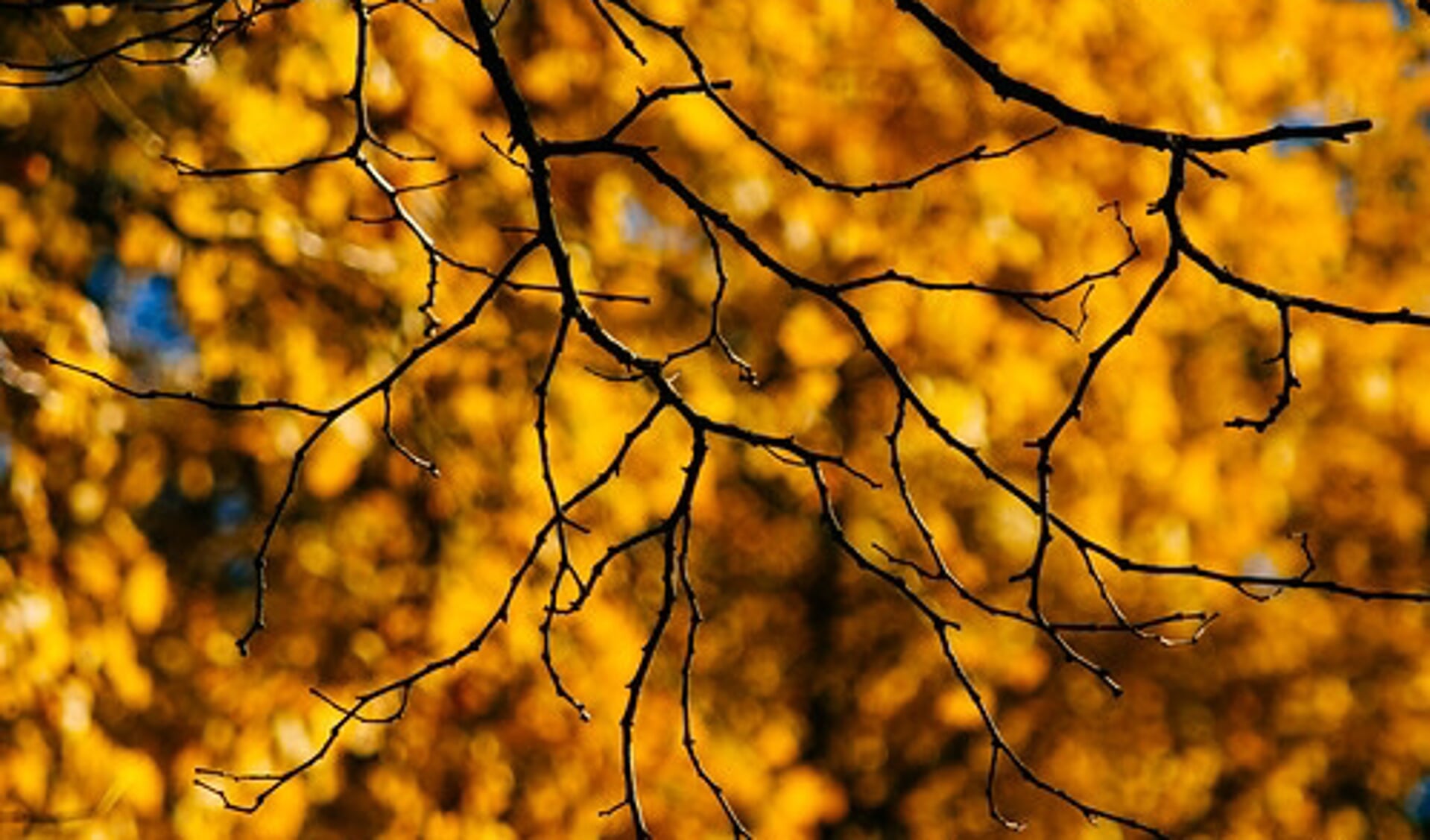 Geniet van de herfstkleuren om je heen tijdens een wandeltocht. Bron: gordonplant, att.CC BY 2.0