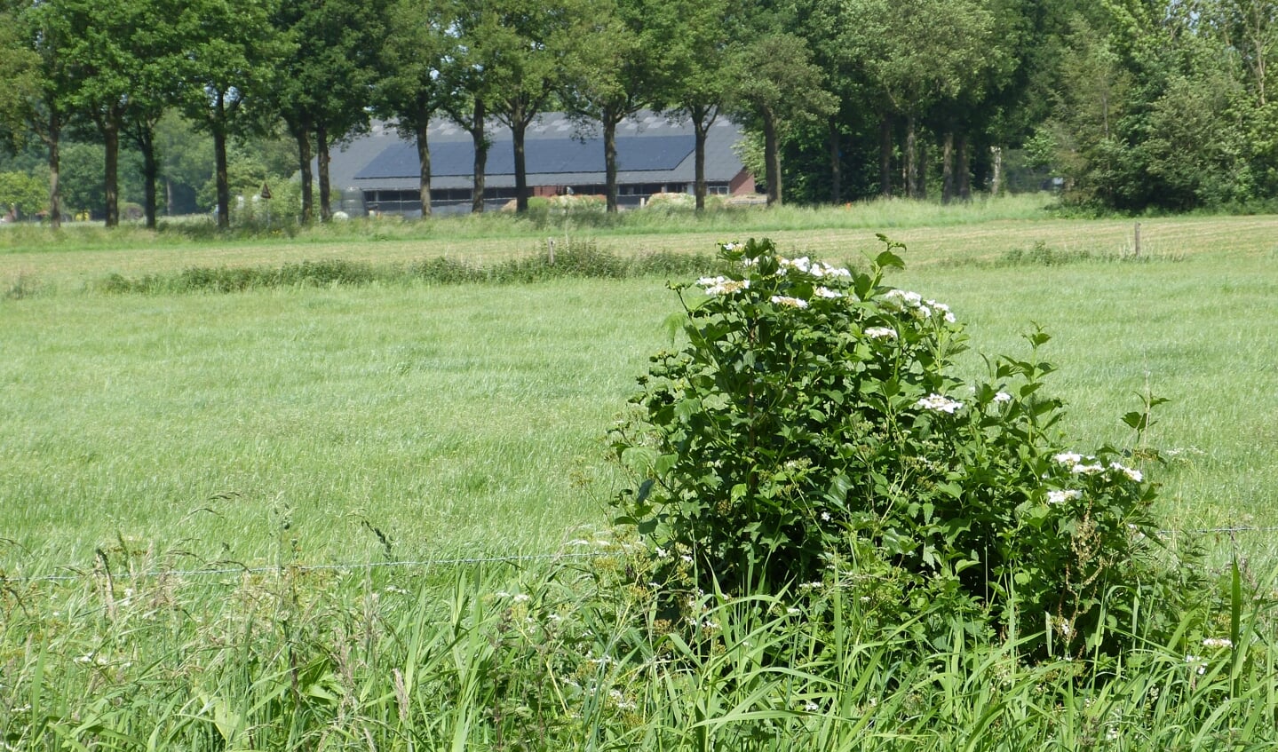 Gelderse roos aan de overkant van de beek. Foto: Bernhard Harfsterkamp