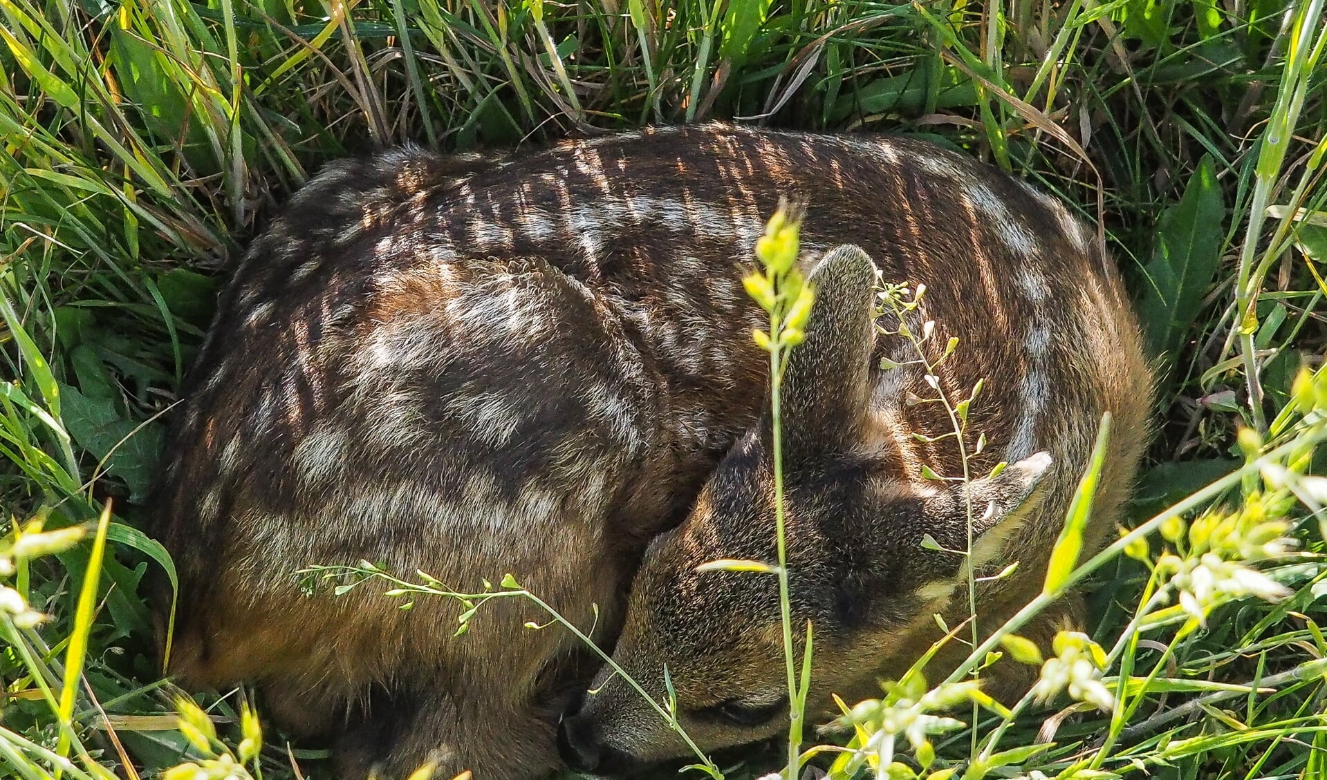 Twee reekalfjes in het nog koude weiland. Foto: Ab Wisselink