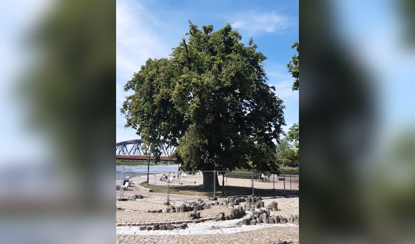 De oude paardenkastanje op de IJsselkade. Foto: PR