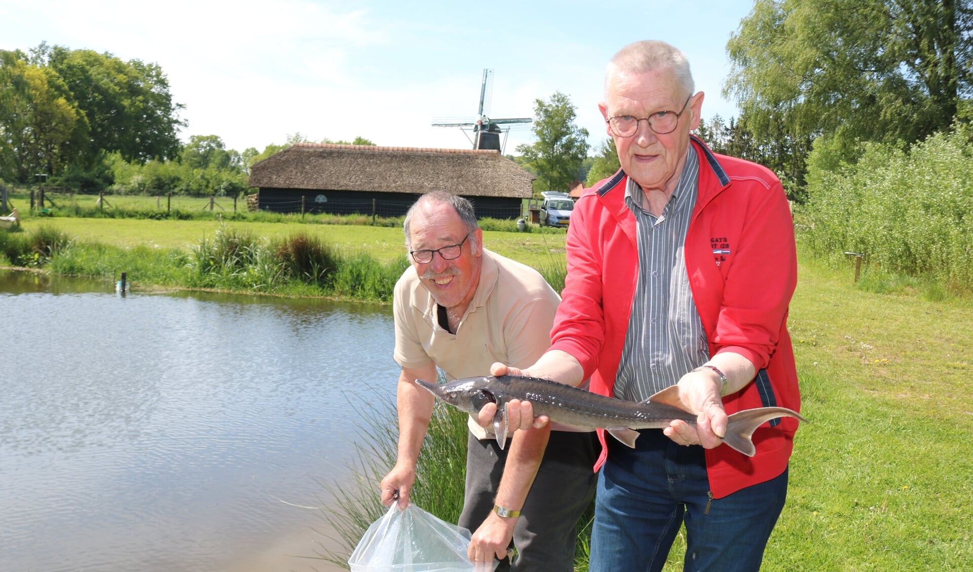 Terwijl Rob Driessen de plastic zak met steuren vast houdt, toont Piet Andriessen een grijze steur. Ook zijn er diamant steuren uitgezet. Foto: Arjen Dieperink