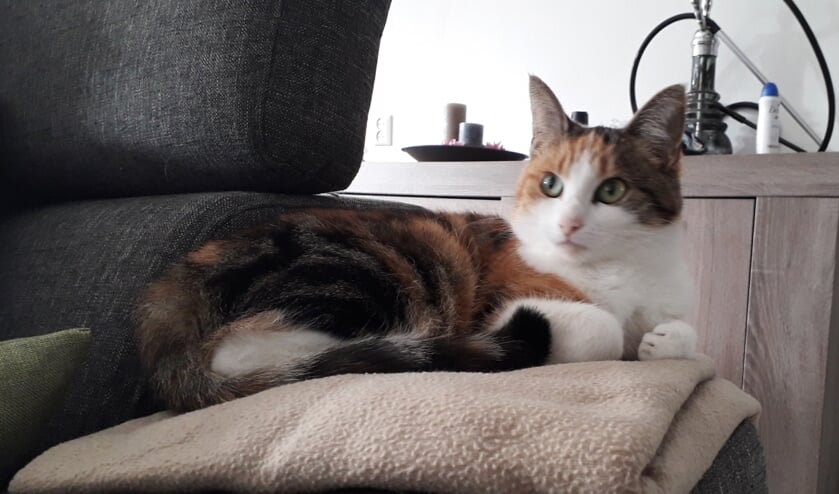 De poes Schildpad, die vermist wordt in Eibergen. Foto: PR