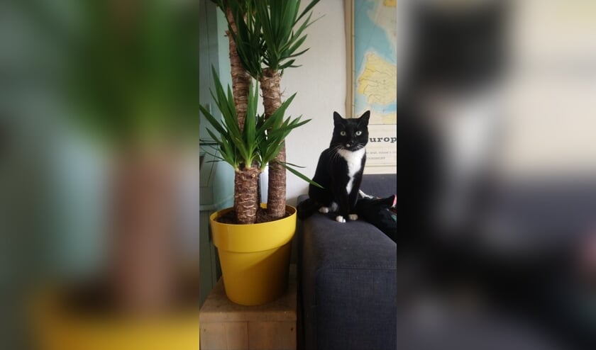 Wie heeft Charlie gezien? Foto: Eigen foto