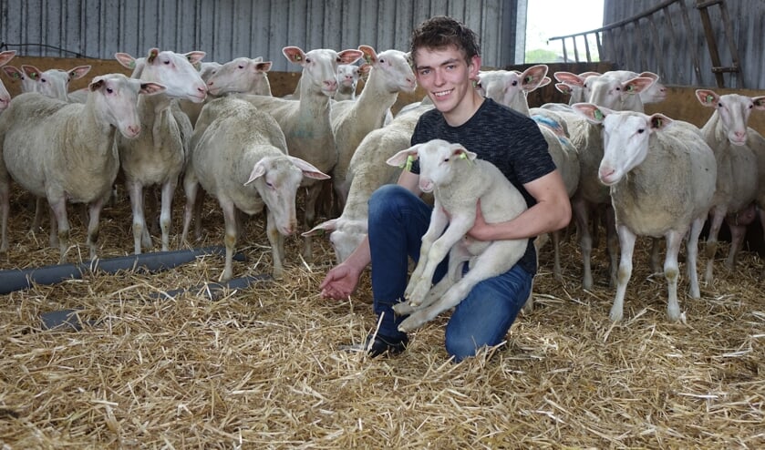 Ewoud bij zijn schapen. Foto: Sis Huiskamp