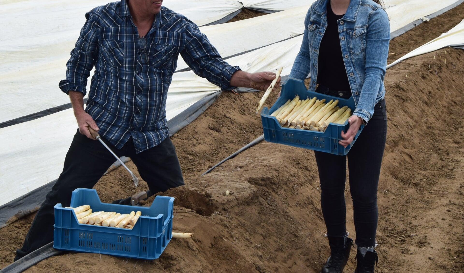 Herman en dochter Maaike Eskes halen de asperges vers van het land in Vierakker. Foto: PR