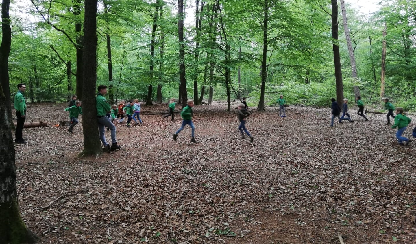 Welpen actief aan het spelen in het bos. Foto: N. Schimmel