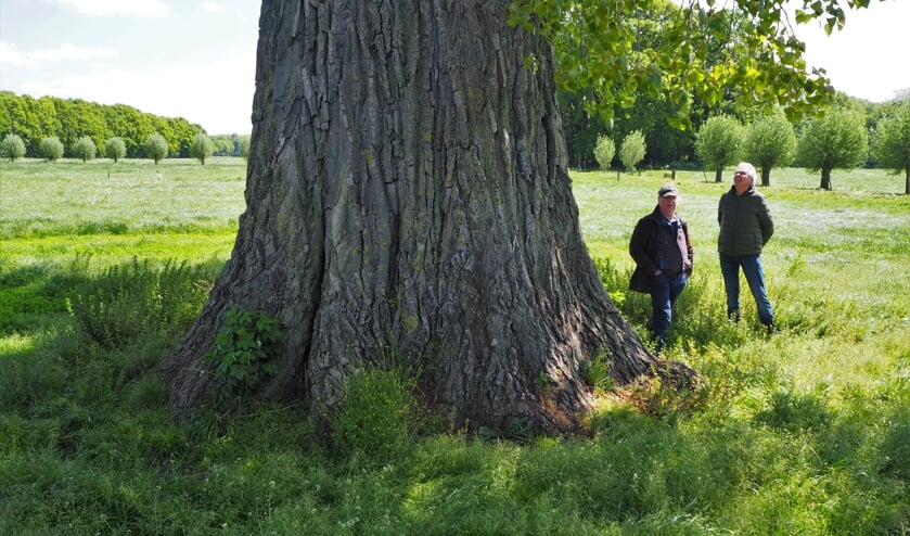 In Baak staat de dikste populier van Nederland; hier met voorzitter Vereniging Bomenbelang Ab van Peer (l.) en verenigingslid Joost Bakker. Foto: Landelijke Bomenstichting/Jeroen Philippona
