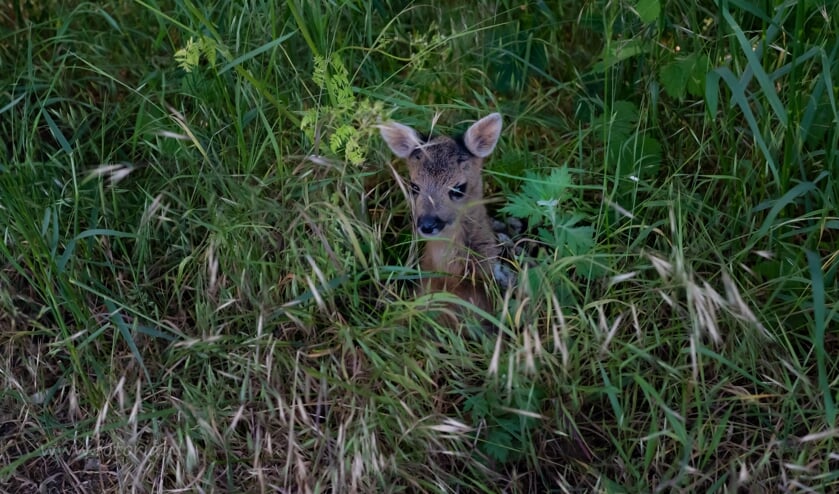 Het jonge reekalfje tussen het hoge gras. Foto: Ria Nijhof