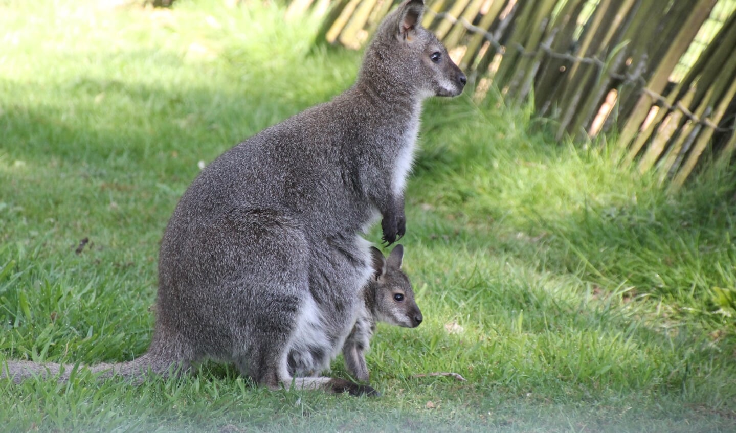 In het park zijn de afgelopen tijd veel jonge dieren geboren, waaronder deze walibi. Foto: Annekée Cuppers
