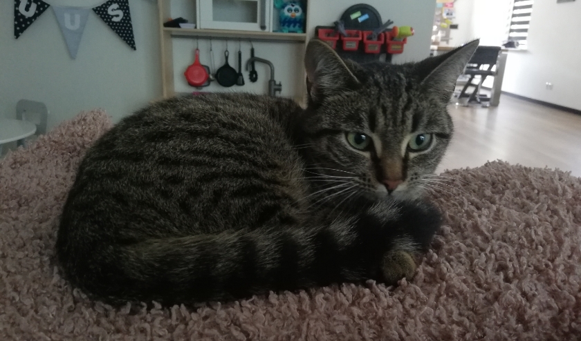 Keesje wordt erg gemist in Neede. Foto: PR