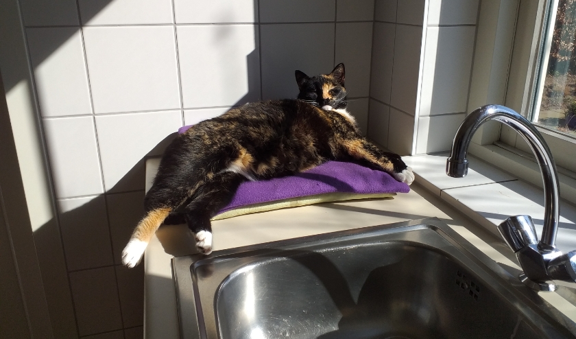 Moos wordt vermist in De Heurne. Foto: PR