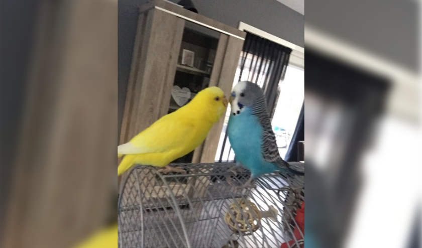 Wie heeft Tweety (links) gezien?Foto: PR