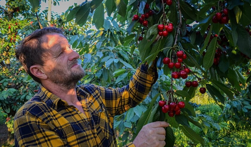 Dick Garritsen plukt kersen in zijn eigen laagstam bongerd. Foto: Iris Garritsen