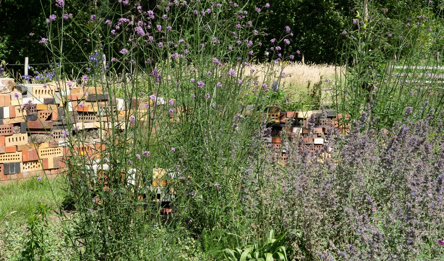 Vaste plantenborders met bij-vriendelijke bloemen en bijenhotels bij het Bijen Educatiecentrum Vorden. Foto: Jaap Molenaar